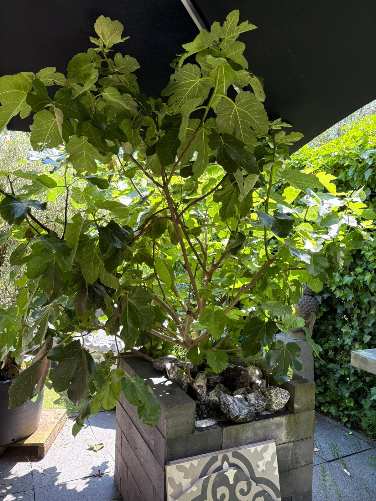 Grote vijgenboom, Tuin en Terras, Volle zon, 100 tot 250 cm, Zomer, Overige soorten