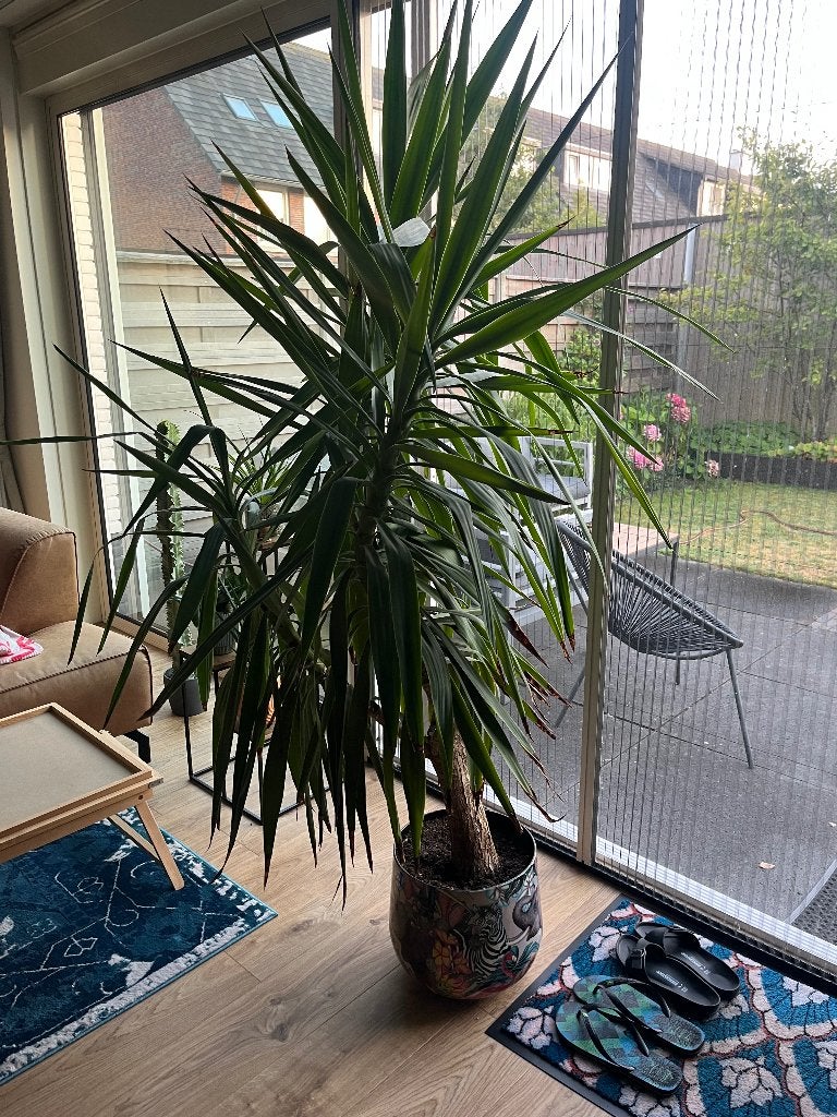 Yucca plant inclusief pot, Ophalen, 200 cm of meer, Halfschaduw, In pot