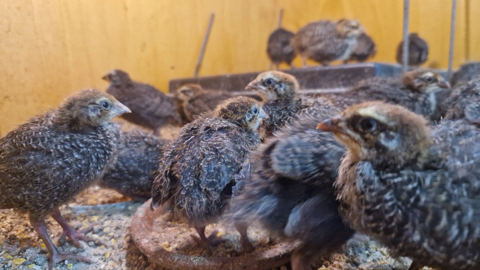 japanse kwartel, Meerdere dieren, Overige soorten