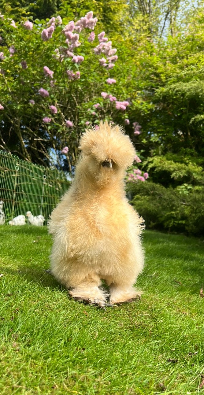 Broedeieren buff USA zijdehoen(der), Dieren en Toebehoren, Pluimvee, Geslacht onbekend, Kip