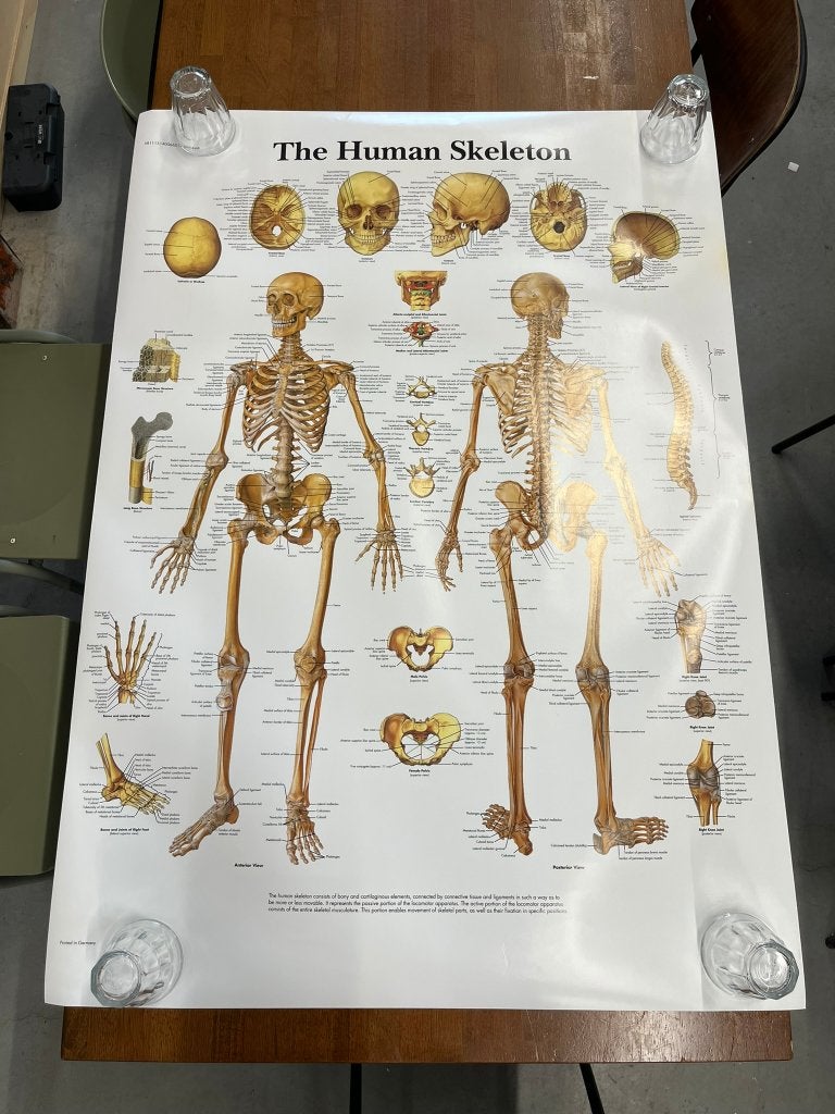 Anatomie posters - Skelet - Muscles - Acupuncture, Ophalen, Geenidee@geenidee.nl, Zo goed als nieuw, Foto of Poster
