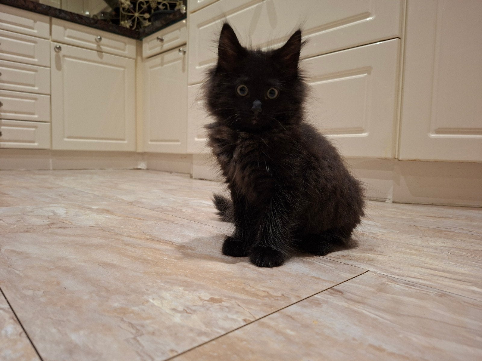 maine coon mix siamees kitten kater, Dieren en Toebehoren, Kater, Ontwormd, 0 tot 2 jaar