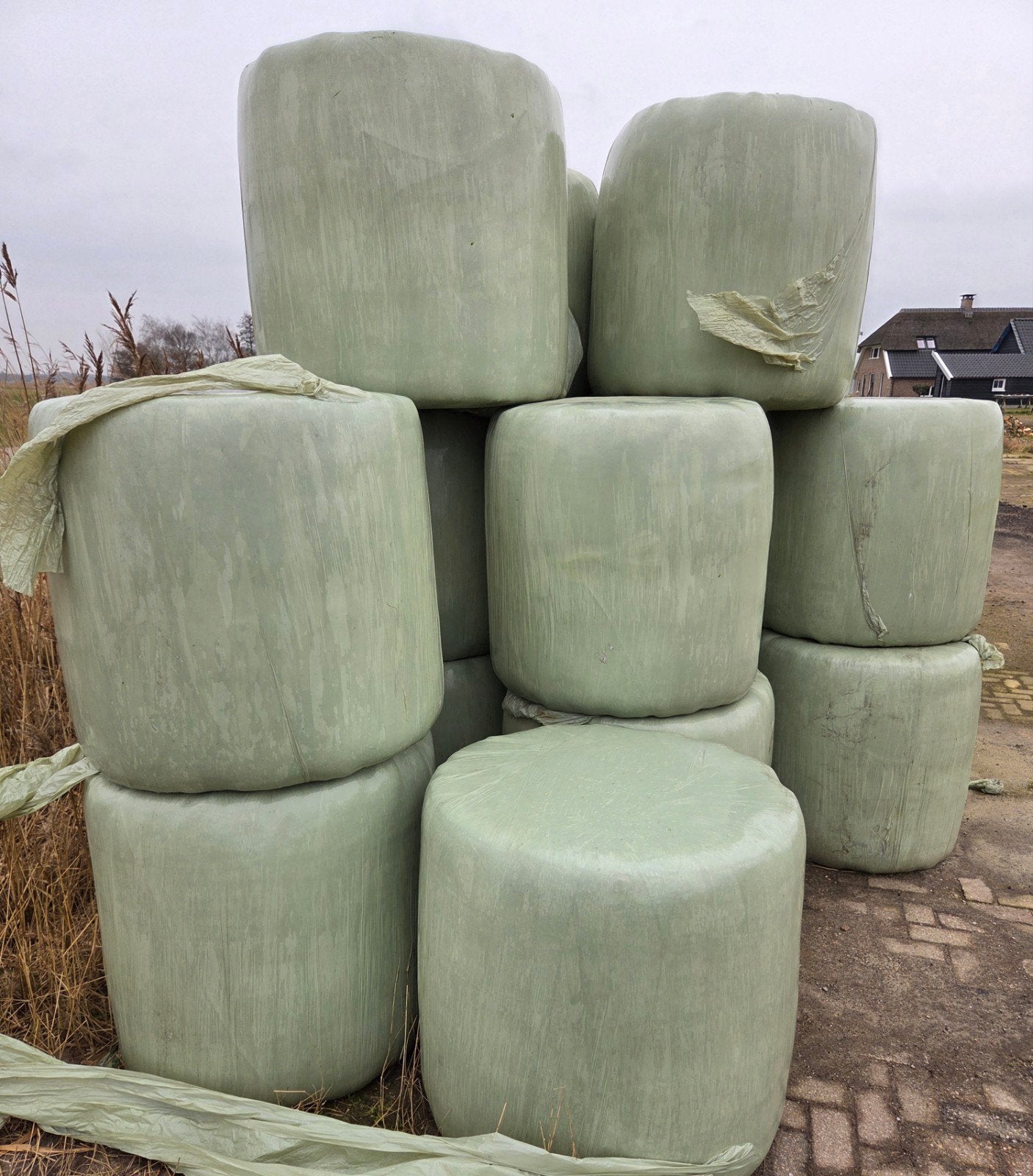 Te koop Midi Baaltjes, Dieren en Toebehoren, Schapen, Geiten en Varkens, Mannelijk, Schaap