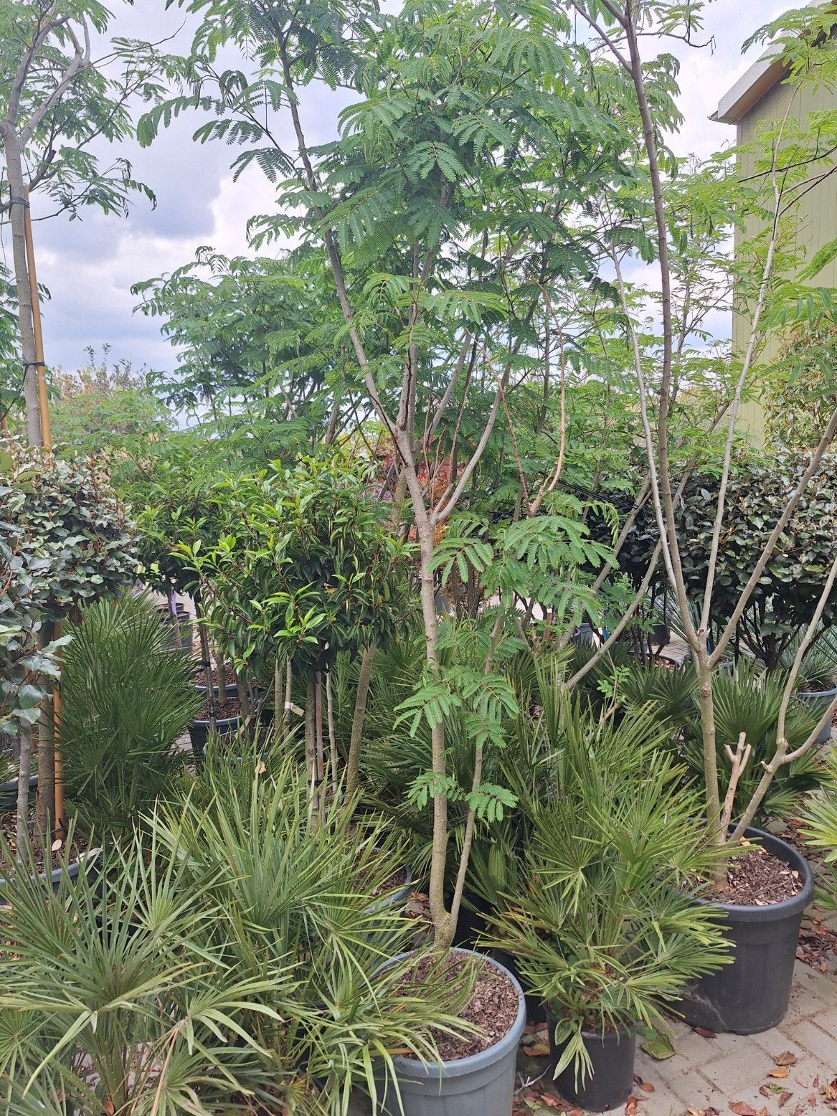 Albizia Julibrissin ombrella meerstammig, slaapboom, Tuin en Terras, Planten | Bomen, Ophalen, Zomer, Volle zon, Palmboom