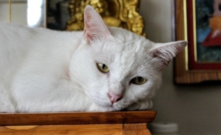 Khao Mane kitten's te koop, Dieren en Toebehoren, Meerdere dieren