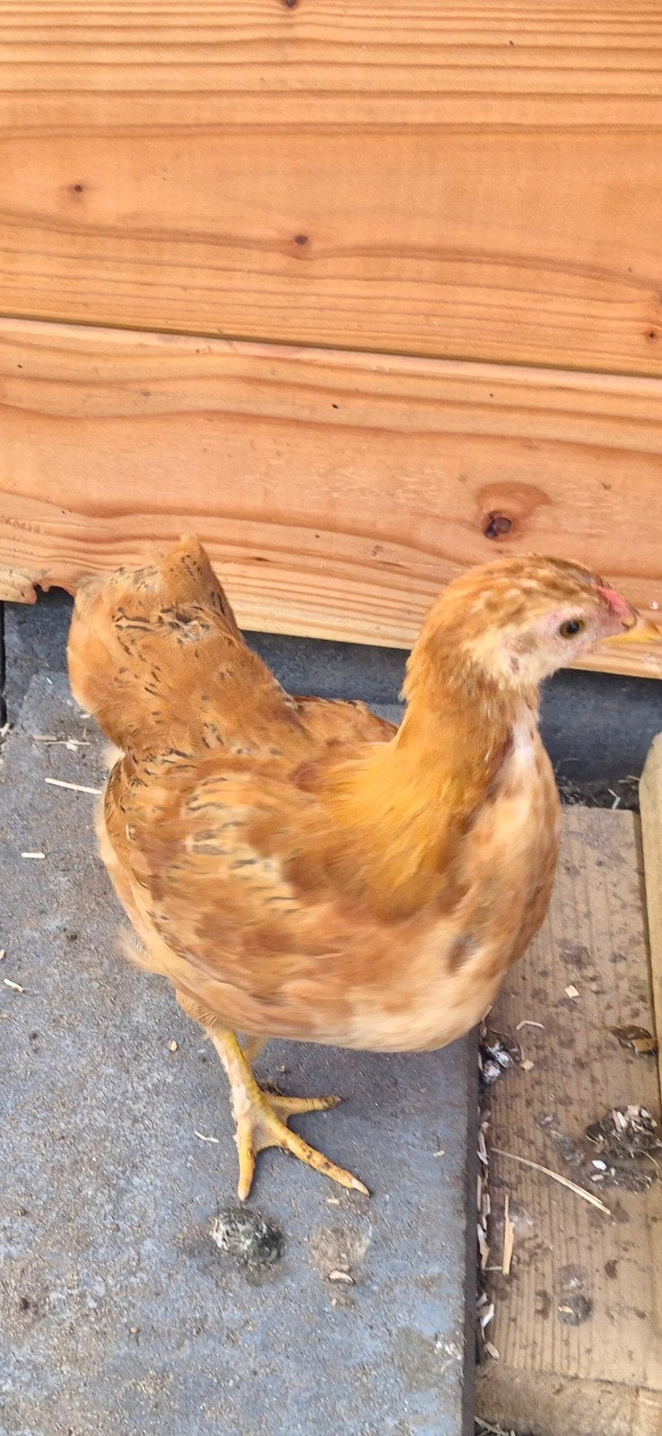 2 kuikens 6 weken denk haan en hen. , liefst samen weg., Geslacht onbekend, Kip
