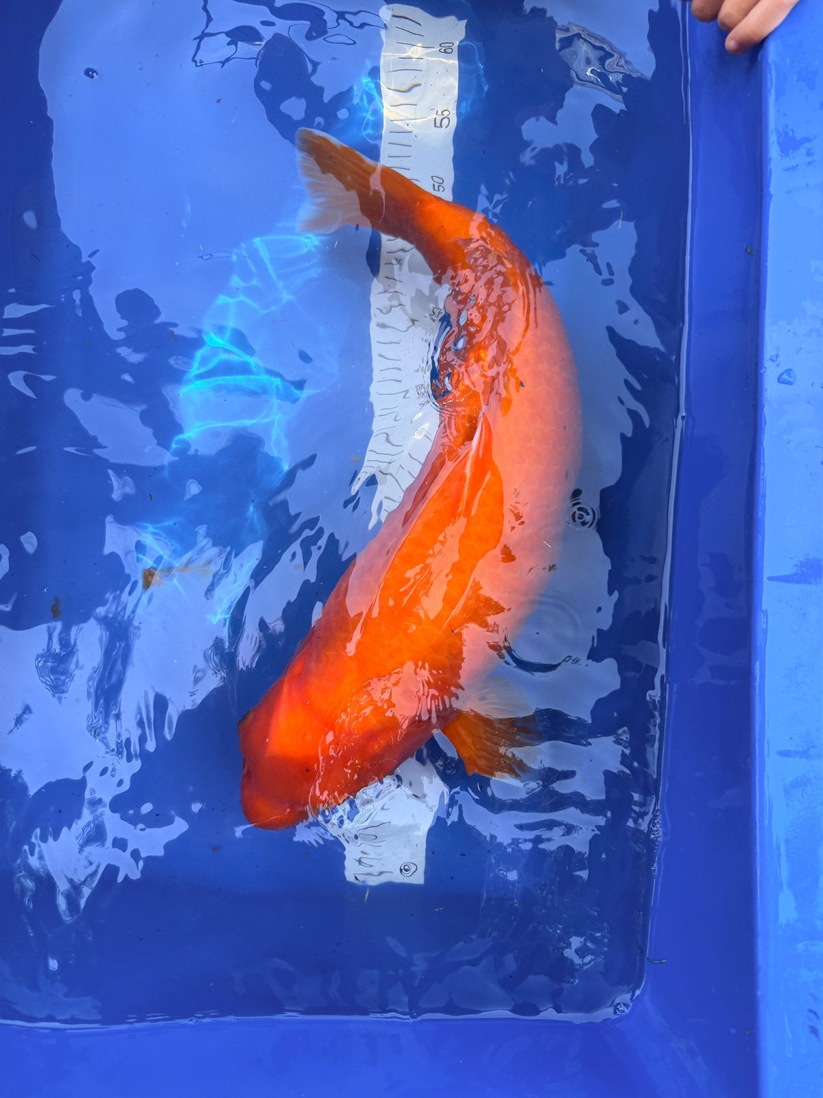 Benigoi koi ca. 60 cm – hoge kwaliteit, Karper of Koi
