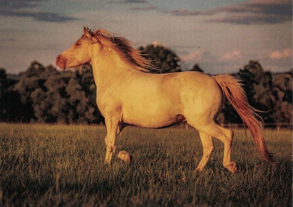 Sportvai pony 555, Verzamelen, Ophalen of Verzenden, 1980 tot heden, Ongelopen, Paard