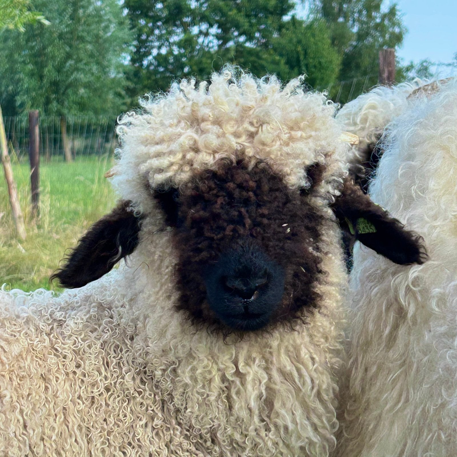 Walliser Schwarznase ramlam, Dieren en Toebehoren, Mannelijk, Schaap, 0 tot 2 jaar