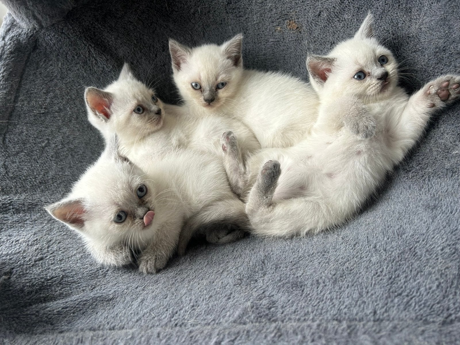 Britse korthaar blue point kittens te koop, Dieren en Toebehoren, Katten en Kittens | Raskatten | Korthaar, Meerdere dieren