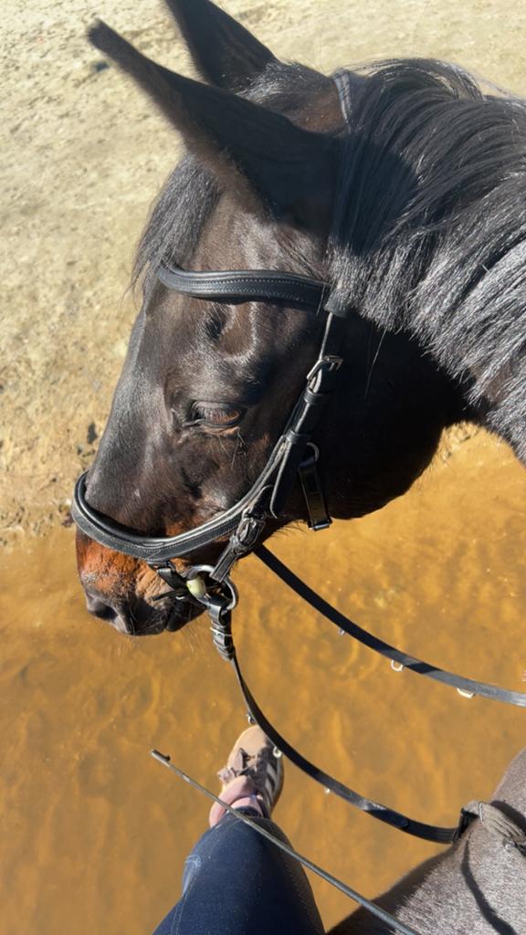 Rambo micklem hoofdstel grote cob, Dieren en Toebehoren, Paarden en Pony's | Hoofdstellen en Tuigage, Ophalen, Zo goed als nieuw