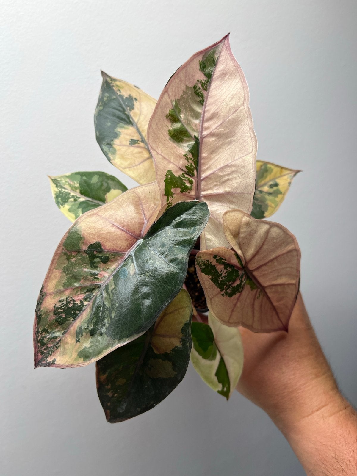 Alocasia Yucatan Princess Pink Variegata - Meerdere, Overige soorten, In pot, Minder dan 100 cm, Bloeiende kamerplant