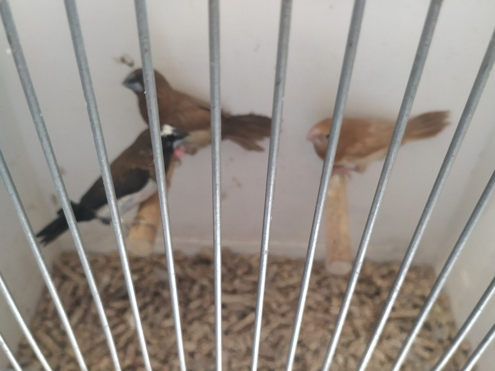 Japanese meeuwtjes, Dieren en Toebehoren