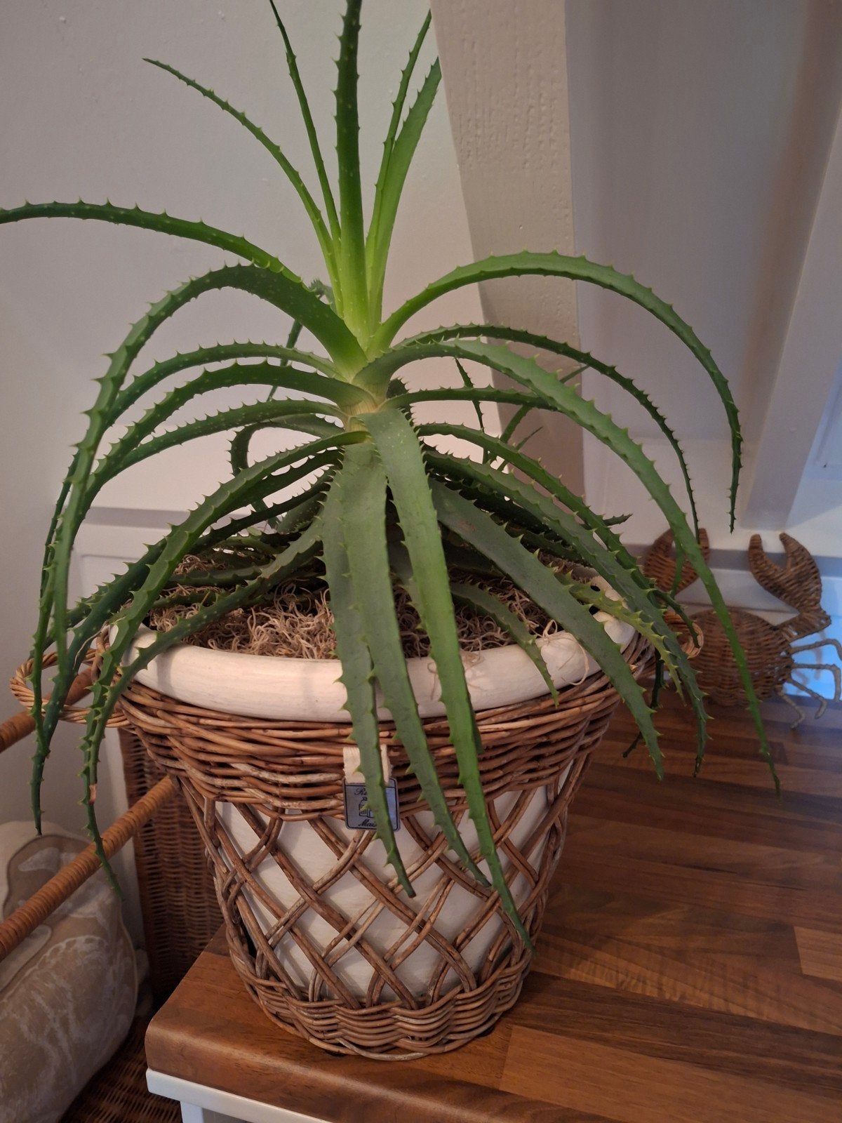 Riviera maison rattan bloempot met Aloë Vera, Ophalen, Halfschaduw, Minder dan 100 cm