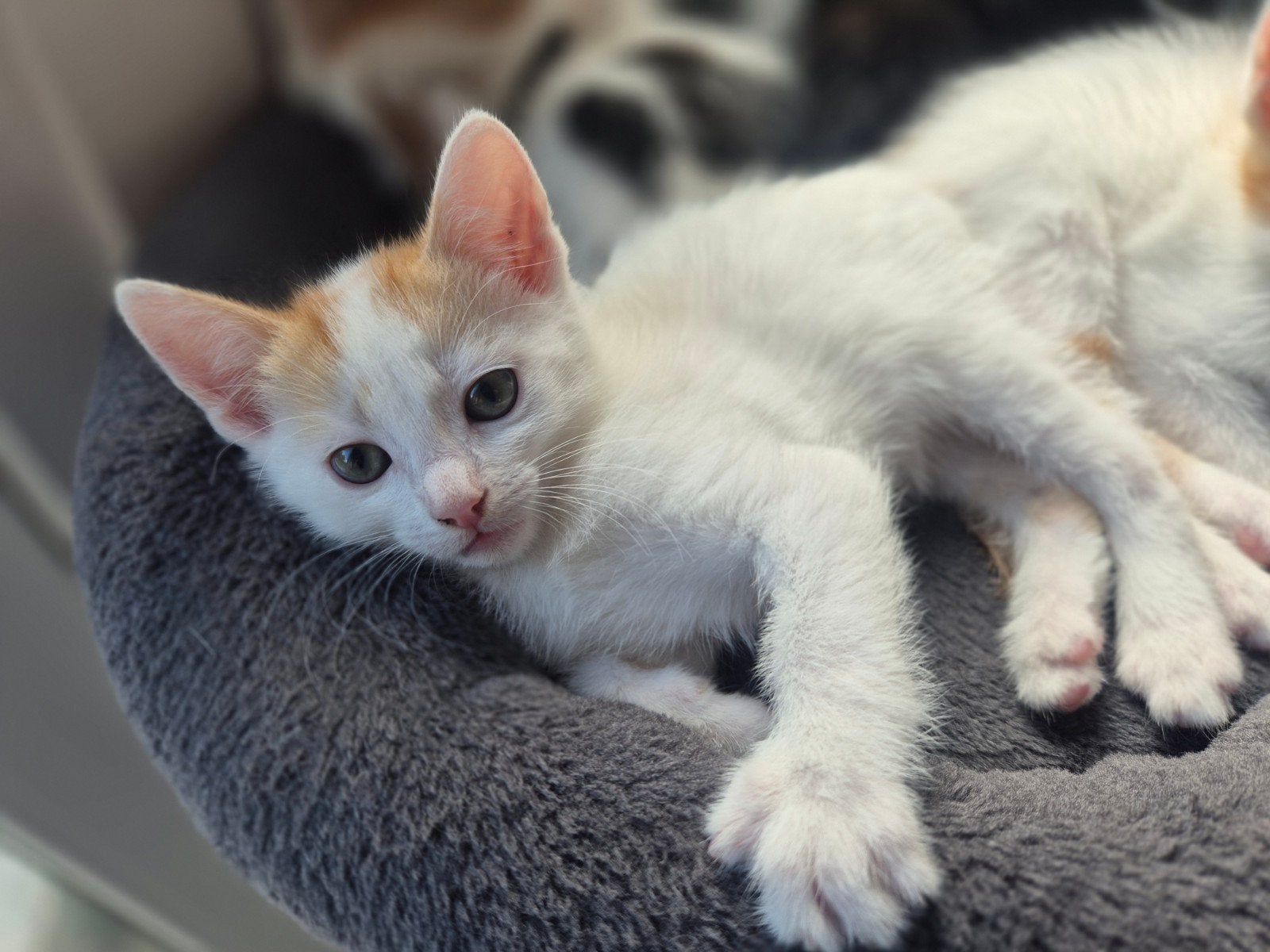 2 lieve rood-witte katertjes te koop, Dieren en Toebehoren, Kater, Kortharig, 0 tot 2 jaar