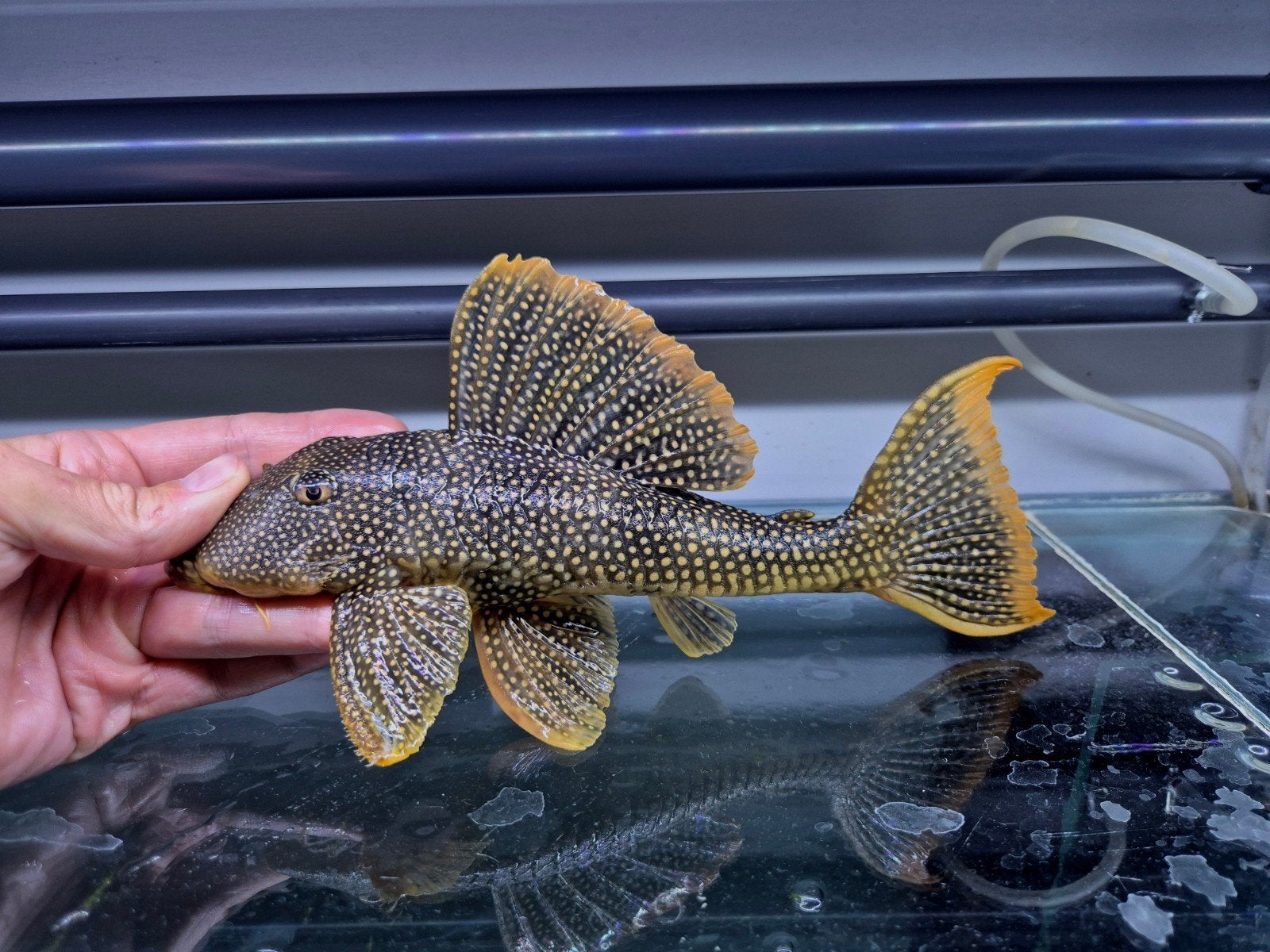 L014 Sunshine Pleco, Vis, Zoetwatervis