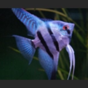 koppel blauwe maanvissen gaan samen weg scholenvis 15cm, Vis, Zoetwatervis, Schoolvis