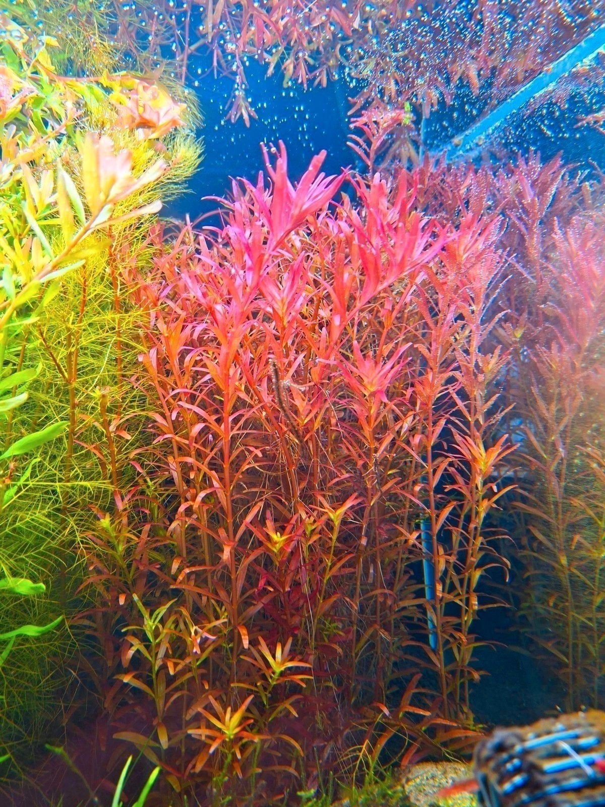 Veel aquarium planten voor maar 10 euro, Dieren en Toebehoren, Ophalen of Verzenden, Nieuw, Plant(en), Steen of Hout