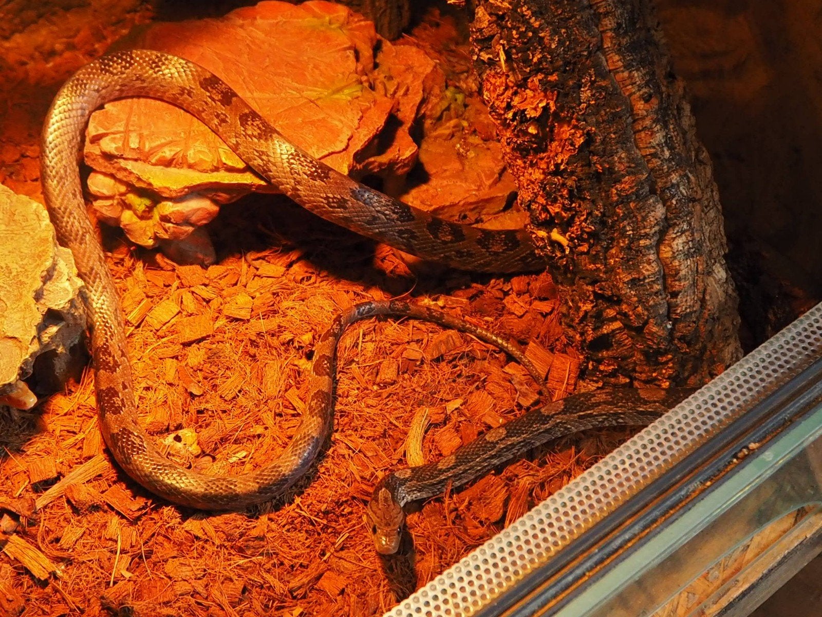 0.1 Pantherophis Guttatus Charcoal PB Corn Snake photo 8
