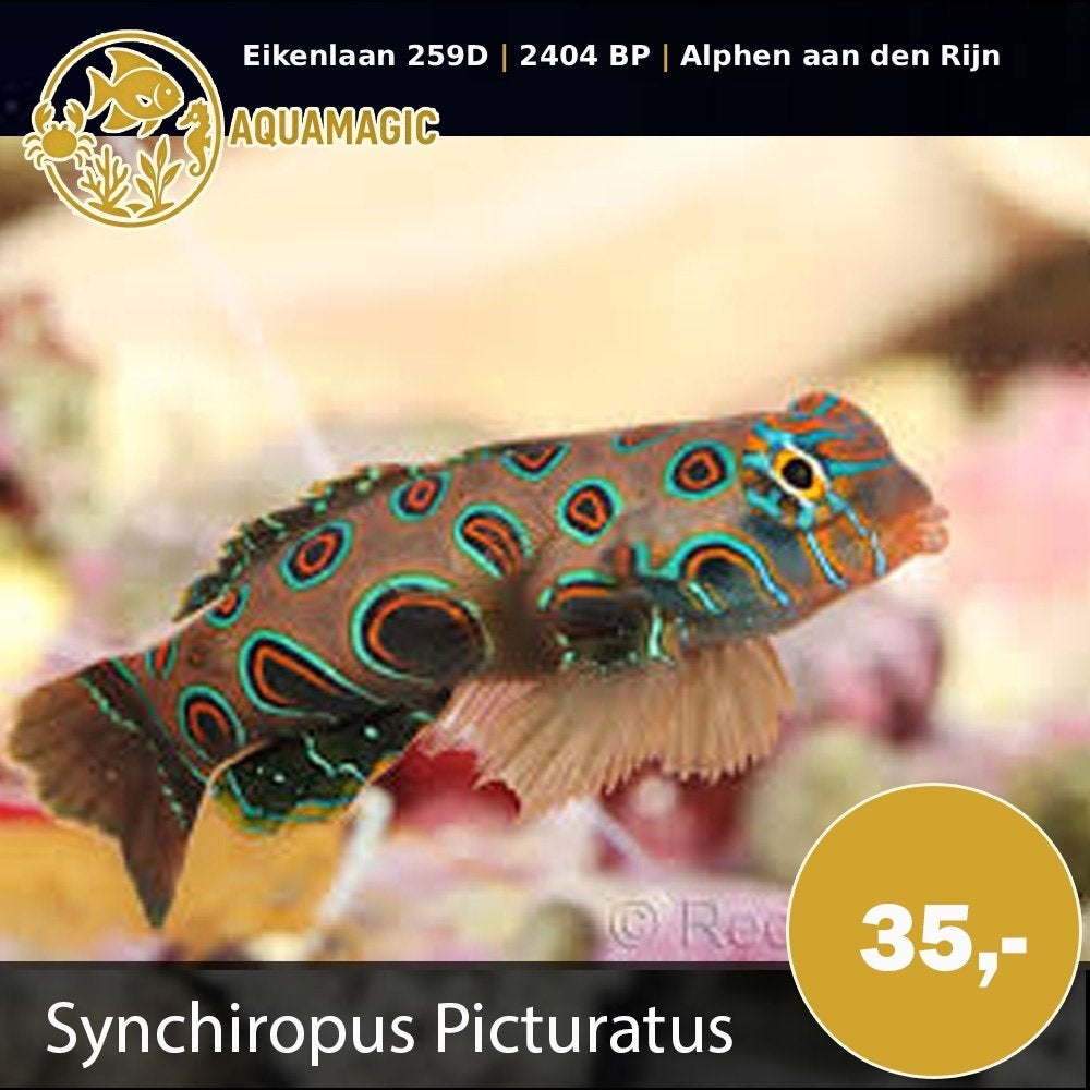 synchiropus picturatus, Vis, Zoutwatervis