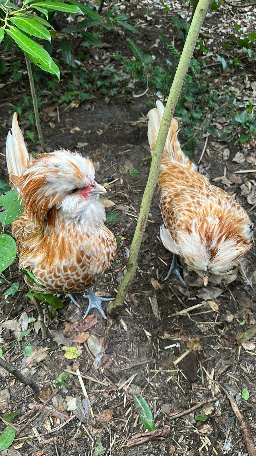Geelwit-Gezoomde BaardKuifHoen Haantjes, Dieren en Toebehoren, Mannelijk, Kip