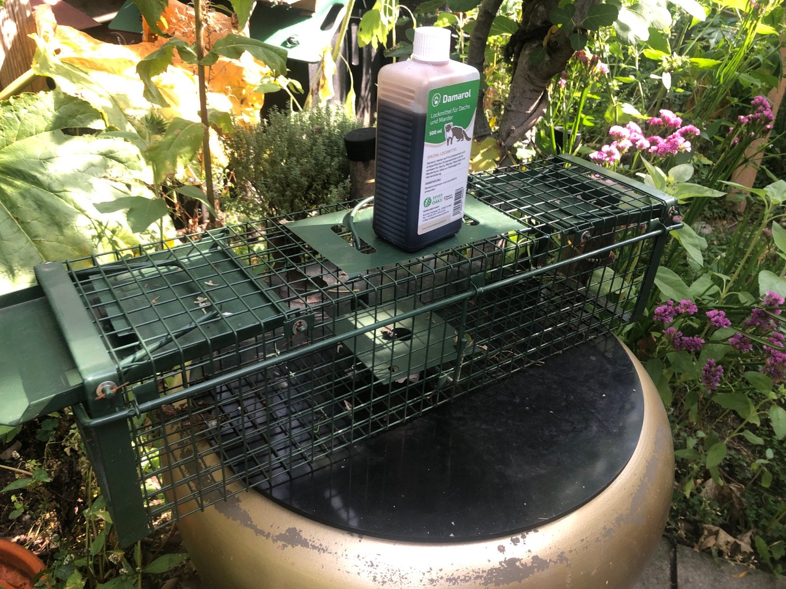 Doorloopval steenmarter met fles Damarol (lokmiddel), Ophalen