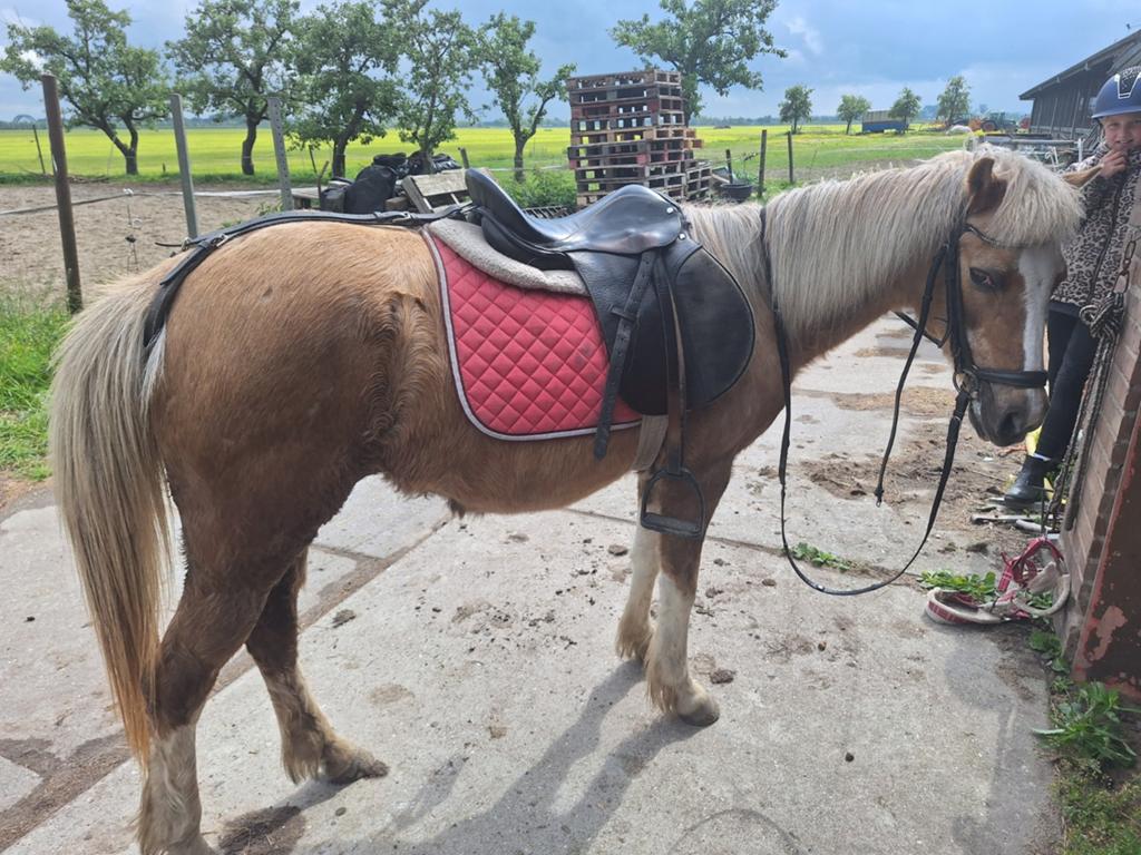 Verzorgster gezocht voor lieve  super pony, Dieren en Toebehoren, Paarden en Pony's | Overige Paardenspullen, Ophalen of Verzenden
