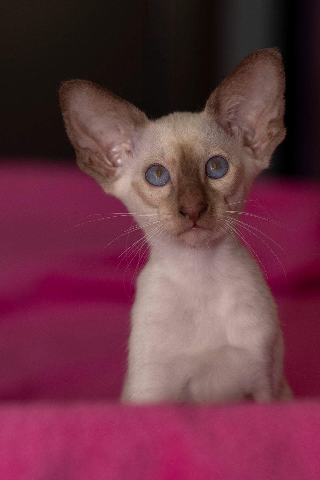 Te koop siameese en oosterse korthaar kittens met stamboom, Dieren en Toebehoren, Katten en Kittens | Raskatten | Korthaar, Meerdere dieren