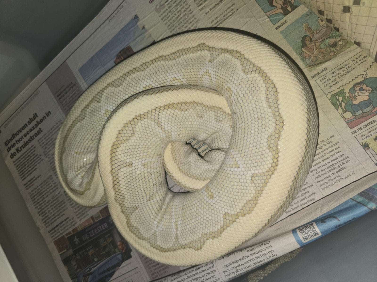 Python regius 0.1 pinstripe lesser desert ghost het cryptic