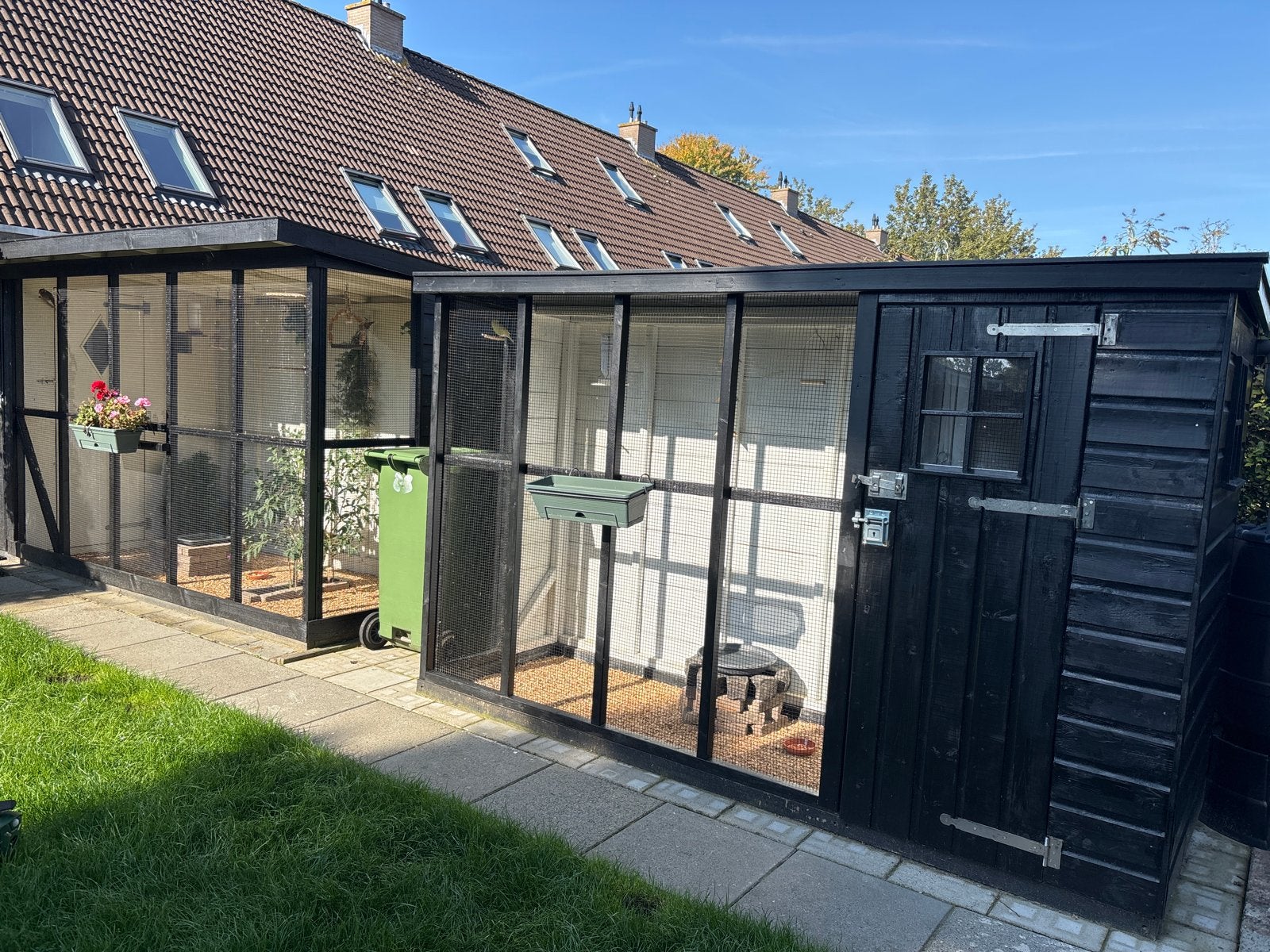 Gezocht zangkanaries of waterslagers, Meerdere dieren, Kleurkanarie