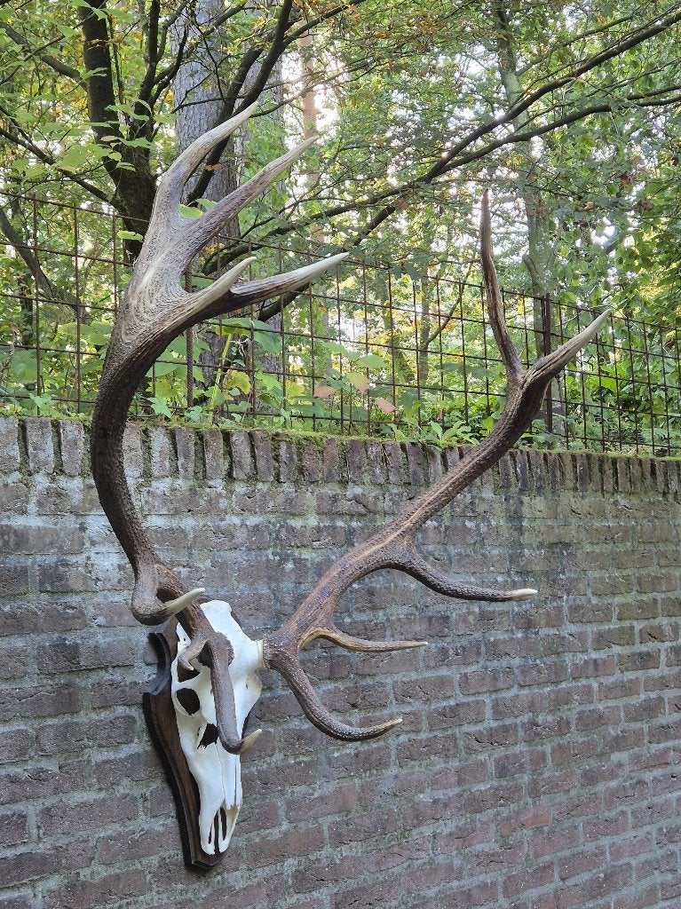 Prachtig Kapitaal Herten gewei 8.2kg Jacht Hut Mancave a15, Verzamelen, Ophalen, Zo goed als nieuw, Hert, Gewei of Kop