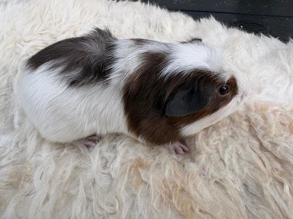 Jonge cavia beertje beschikbaar voor koppeling, Mannelijk, Tam, Maart, Cavia