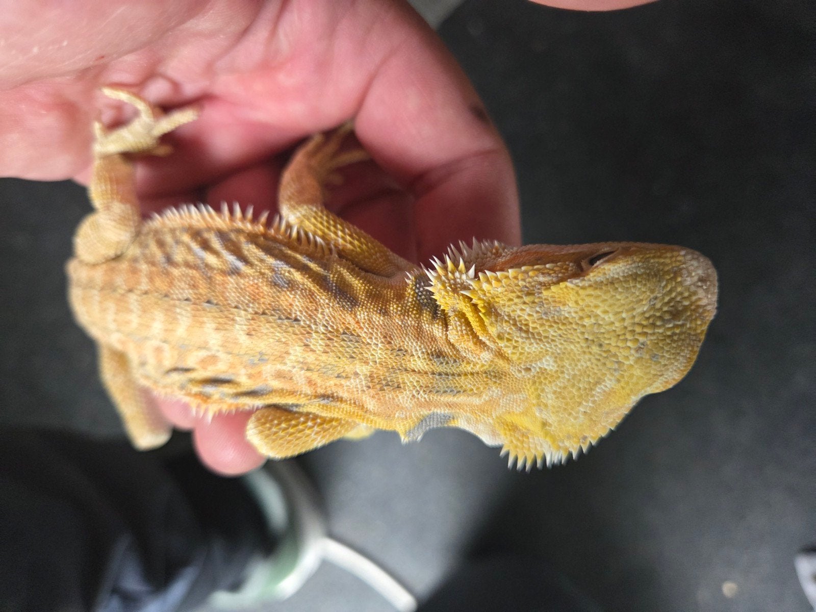 Baardagaam Pogona Vitticeps Hypo Citrus Tiger Bearded Dragon photo 3
