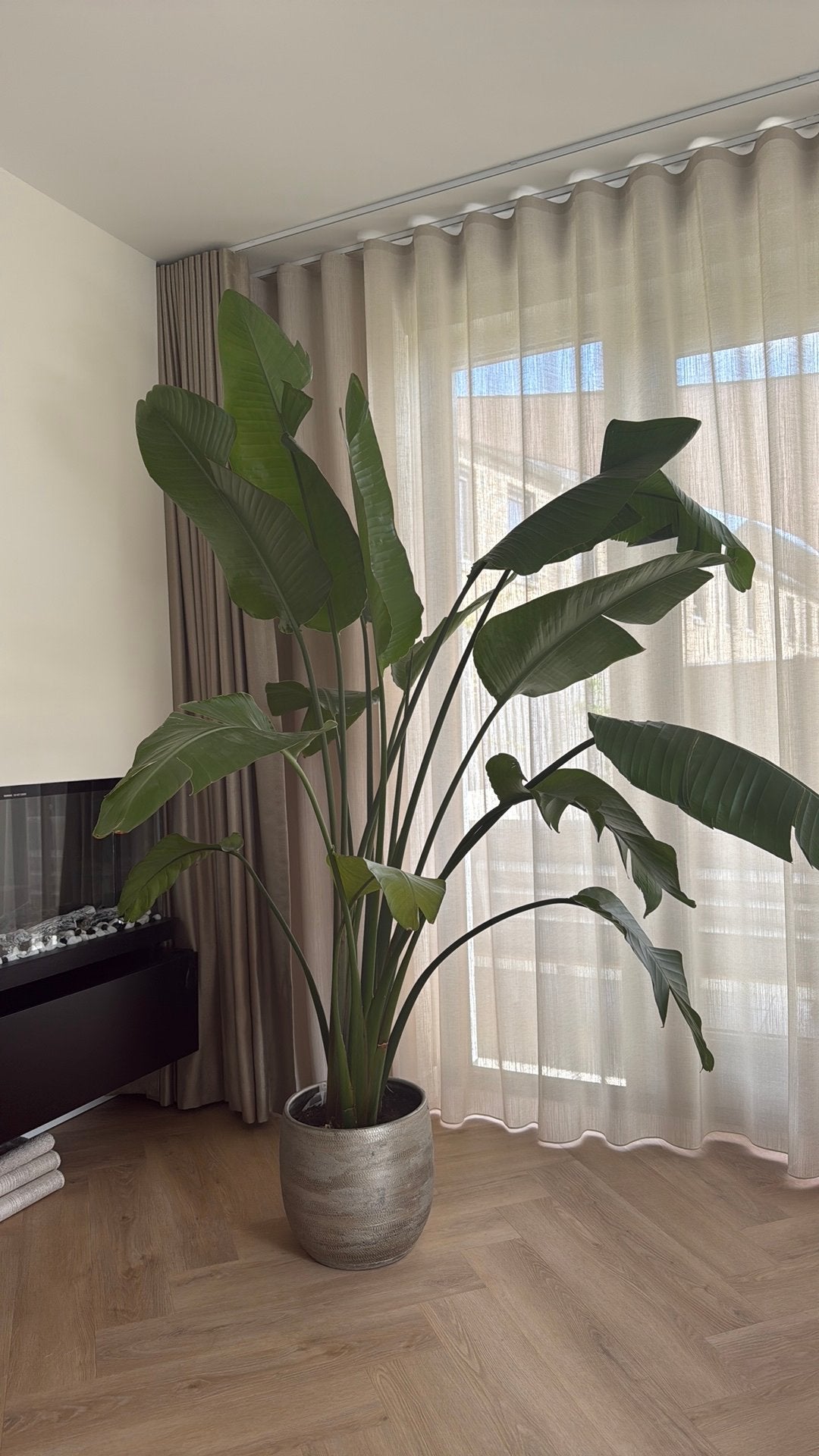 Strelitzia Nicolai, Huis en Inrichting, Kamerplanten, Ophalen, 150 tot 200 cm