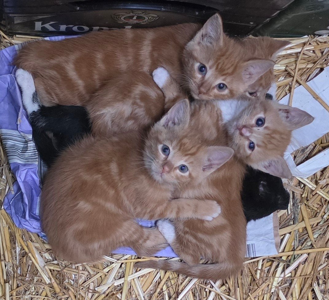 Lieve boerderij kittens, Dieren en Toebehoren, Meerdere dieren, Kortharig