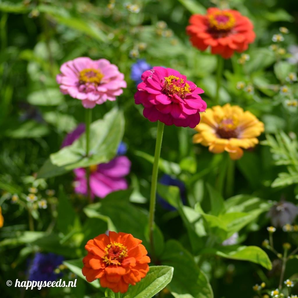 Uit de biologische moestuin: Zinnia, zaden, div kleuren, Ophalen of Verzenden, Voorjaar, Volle zon, Zaad