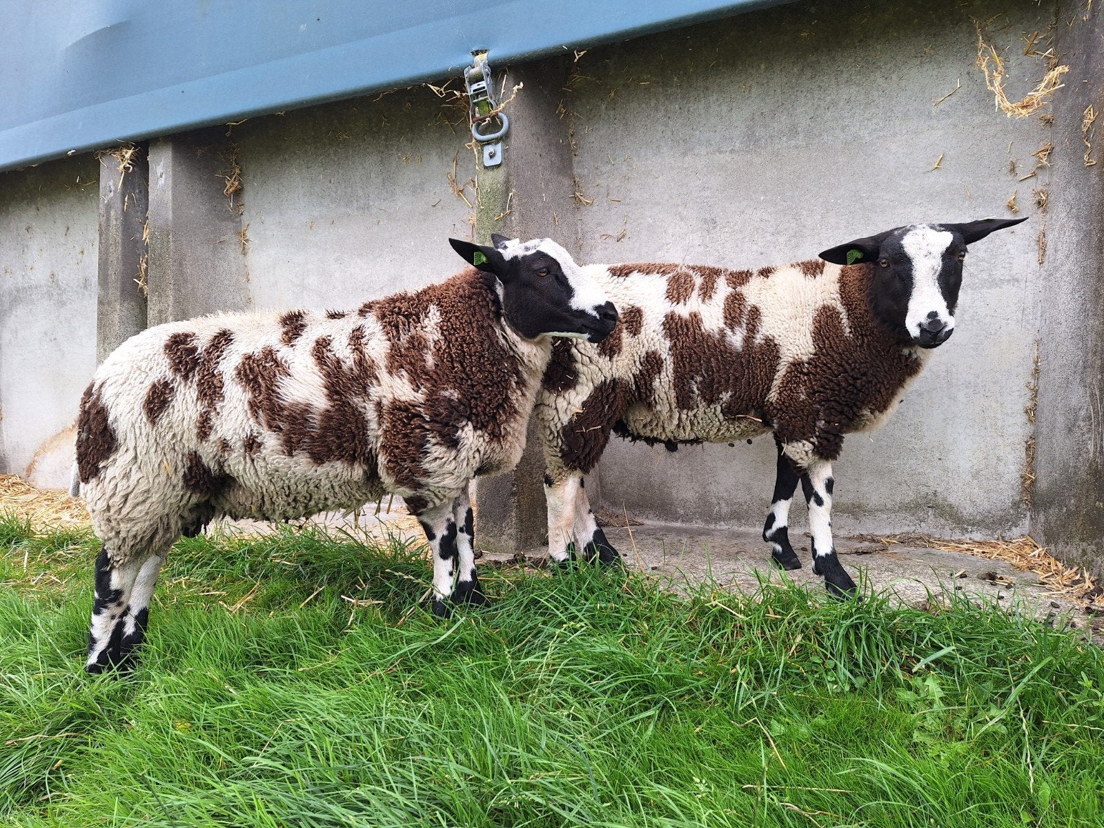 Bonte rammen, Dieren en Toebehoren, Schapen, Geiten en Varkens, Mannelijk, Schaap, 0 tot 2 jaar