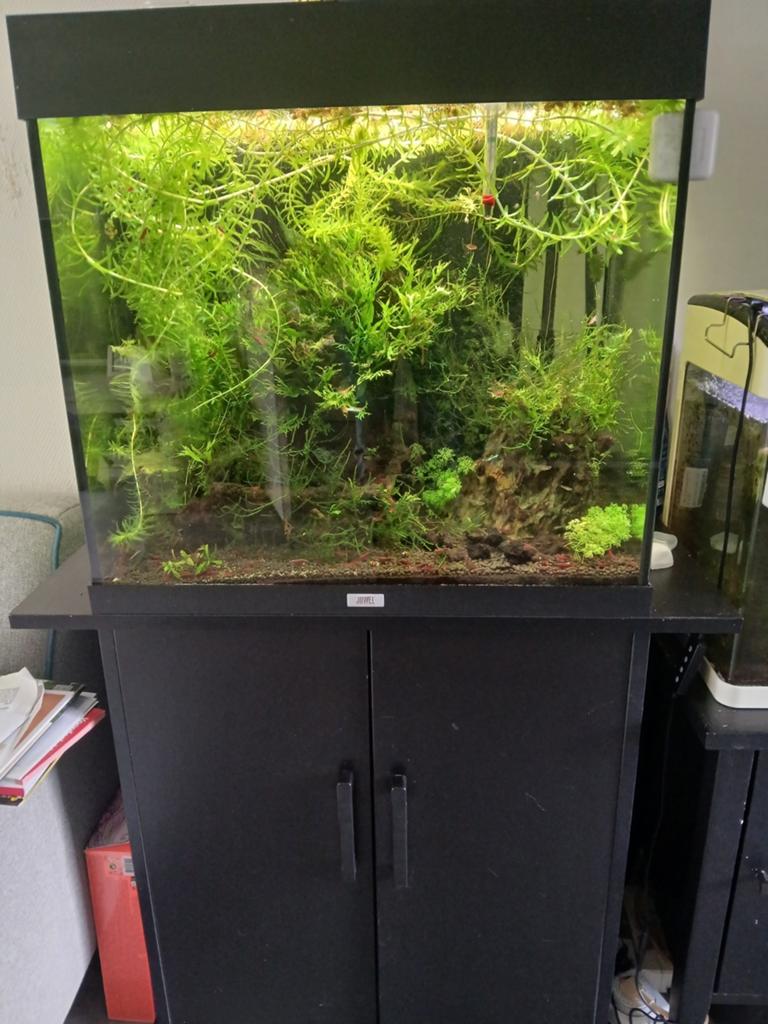 Te koop compleet draaiend aquarium, Ophalen of Verzenden, Gevuld zoetwateraquarium