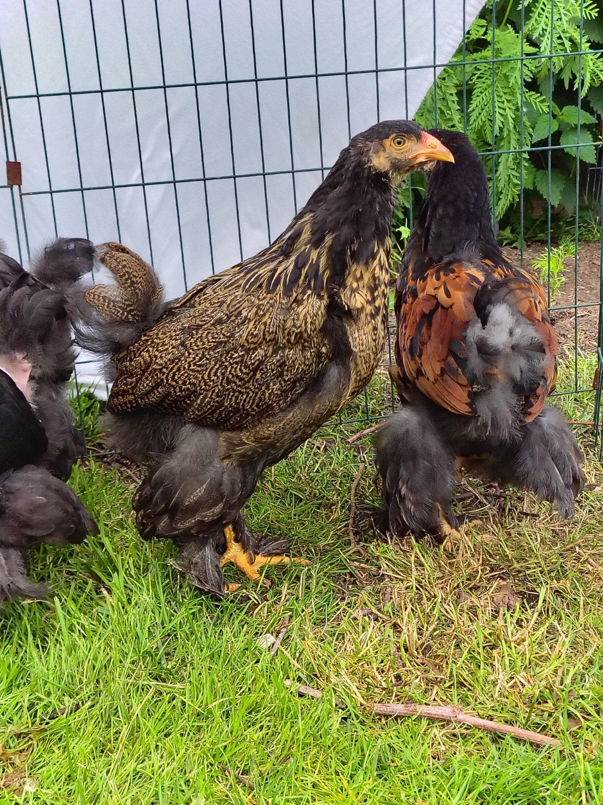 Raszuivere Brahma hanen - verschillende kleurslagen!, Dieren en Toebehoren, Pluimvee, Kip, Mannelijk
