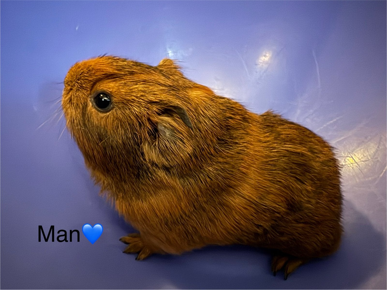 Cavia’s, Dieren en Toebehoren, Knaagdieren, Cavia, Mei, Meerdere dieren, Tam