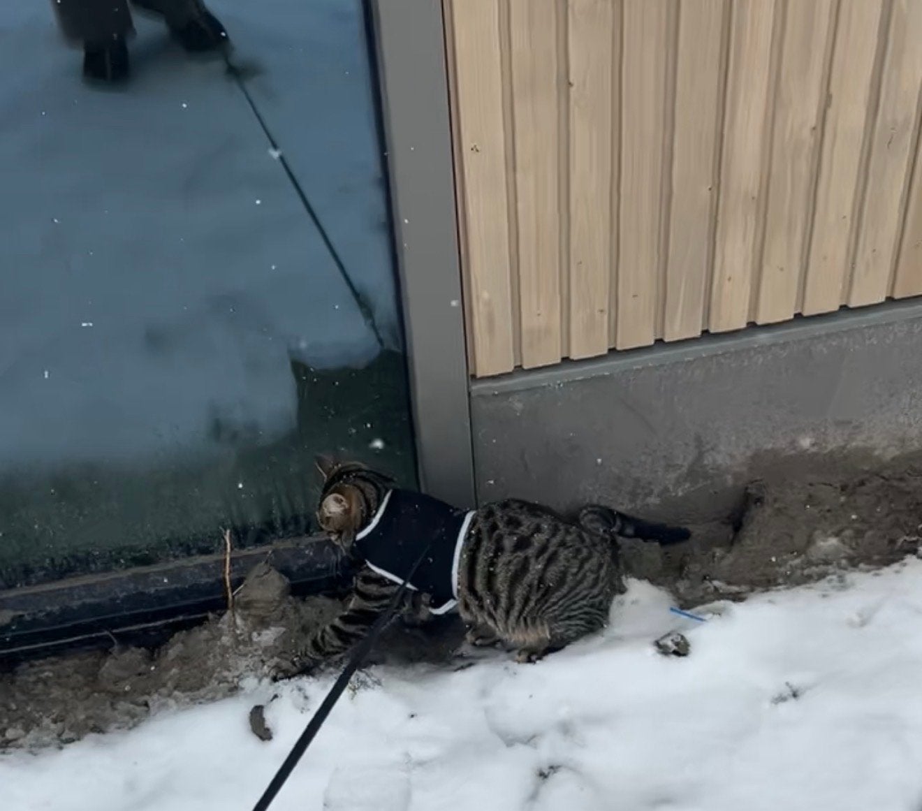 Kattentuigje, Dieren en Toebehoren, Ophalen of Verzenden