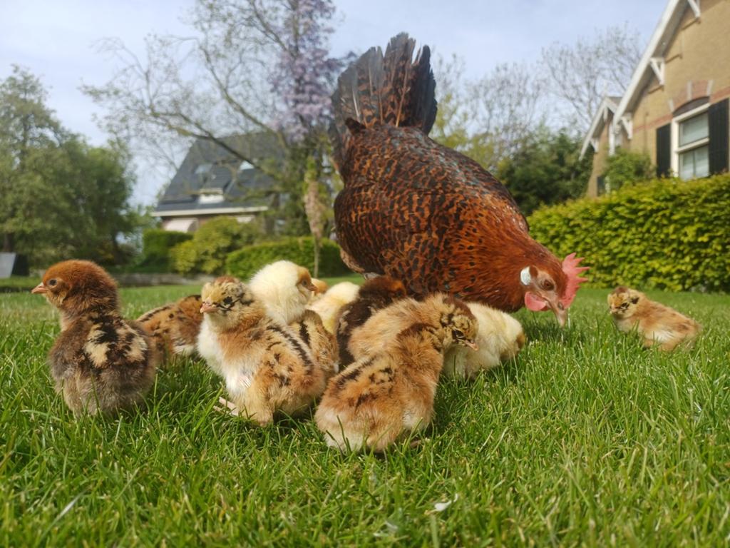 Te koop: krielkip met kuikens, Dieren en Toebehoren, Meerdere dieren, Kip