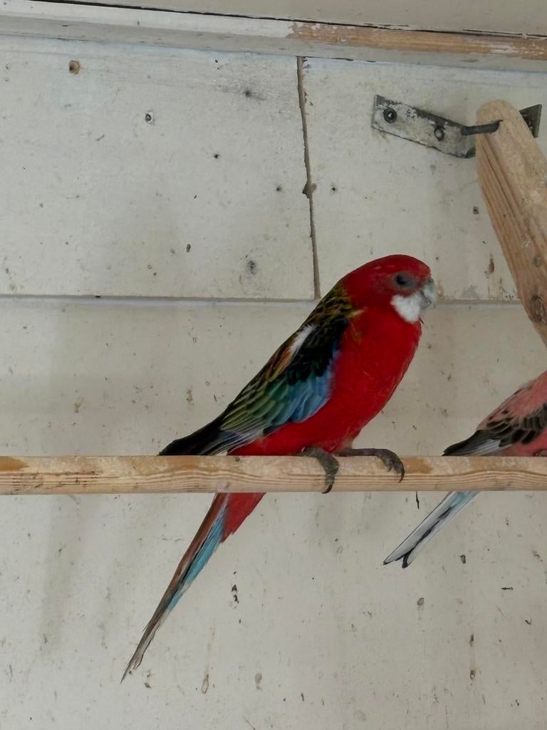 Rode rossela pop, Dieren en Toebehoren, Vrouwelijk, Parkiet