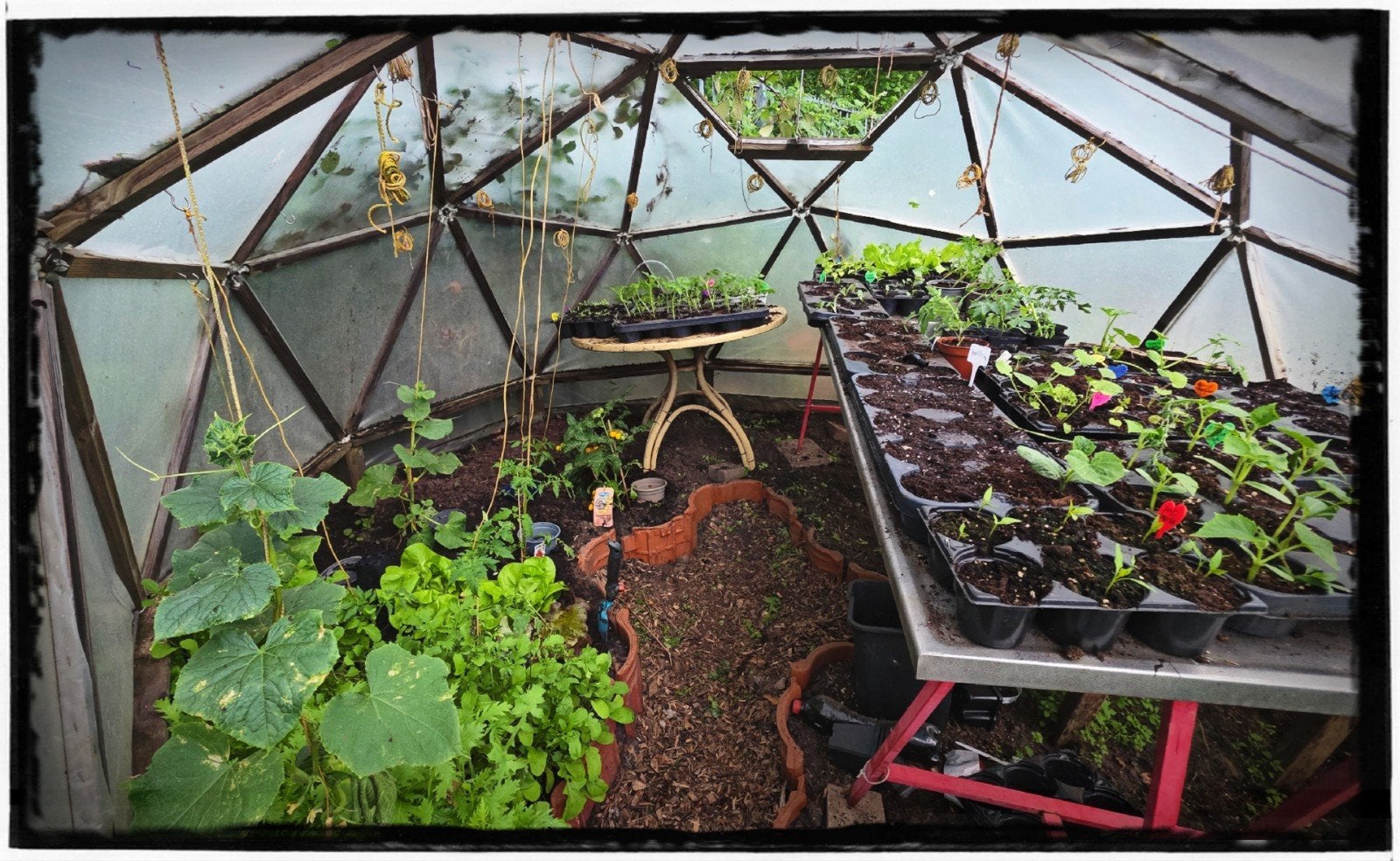 Moestuin plantjes, Ophalen of Verzenden, Eenjarig, Overige soorten, Volle zon