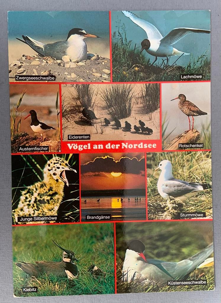Ansichtkaart Vogels an der Nordsee, Ophalen of Verzenden, 1980 tot heden, Ongelopen, Vogel