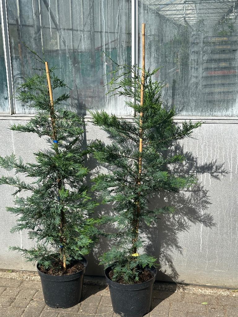 De snelgroeiende conifeer (Cupressocyparis leylandii}, Ophalen, Conifeer, Haag, 100 tot 250 cm