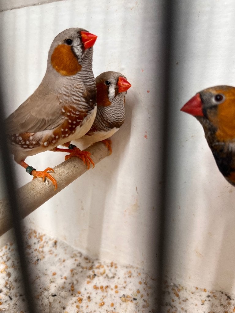 Zebravinken, Meerdere dieren, Tropenvogel, Geringd