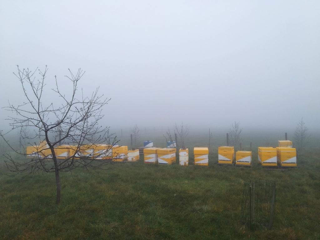 Bijenvolk Buckfast, Dieren en Toebehoren, Bijen