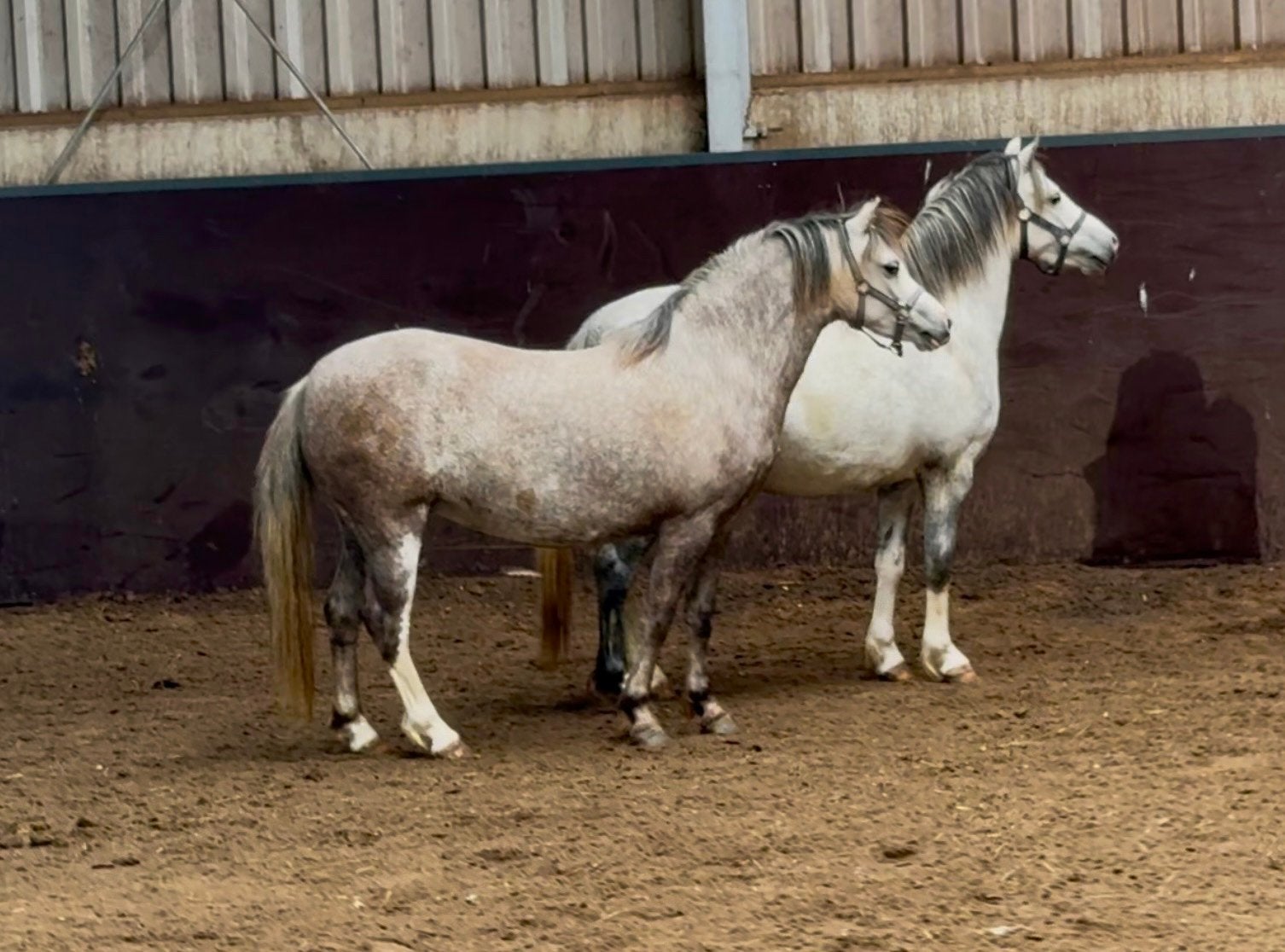 WELSH A MERRIE TE KOOP, Dieren en Toebehoren, Pony's, Merrie, A pony (tot 1.17m), 3 tot 6 jaar, Met stamboom, Gechipt, Ontwormd
