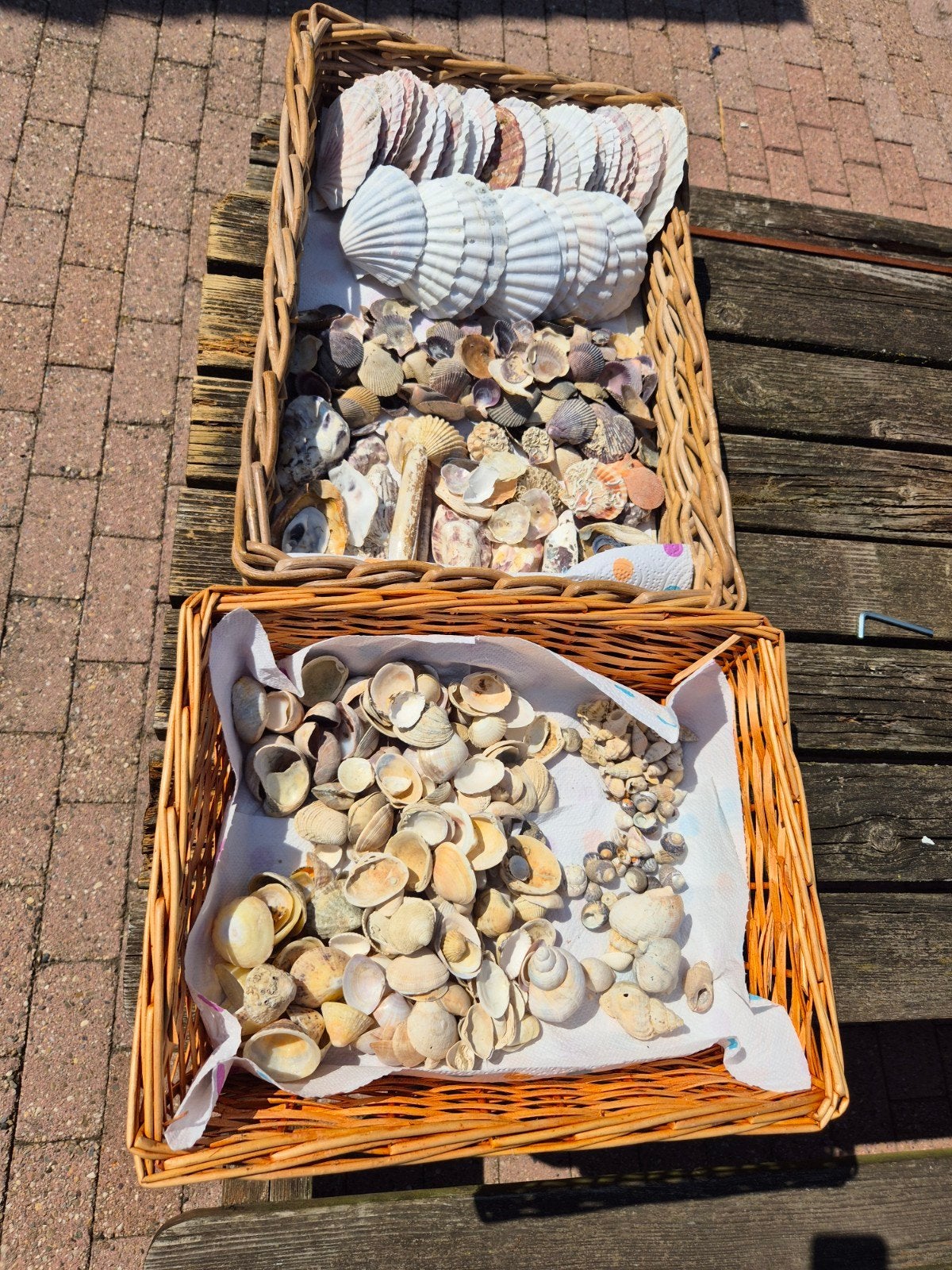 Diverse schelpen, Verzamelen, Ophalen of Verzenden, Gebruikt